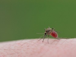 Malaria en reizen