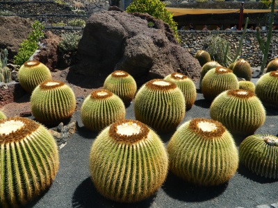 Jardín de Cactus, Lanzarote