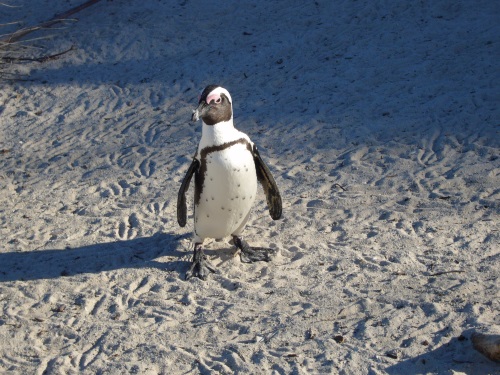 Pinguïns in Boulder Beach, Zuid-Afrika