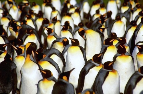 Pinguïns op de Falkland Eilanden