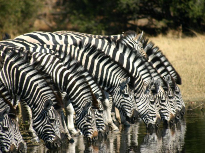 Zebra's Botswana