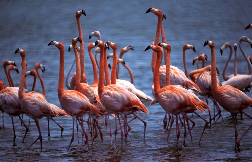 Flamingo's op het eiland Bonaire