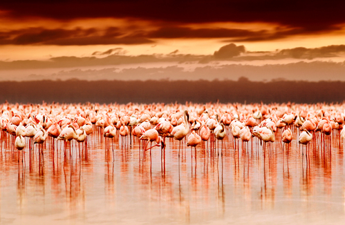 Flamingo's in Lake Nakuru, Kenia