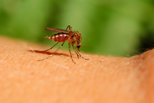 Tips voor het weren van muggen