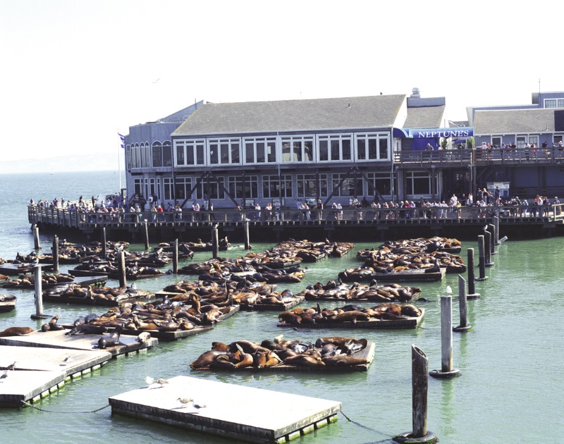 Zeeleeuwen bij Fisherman's Wharf, San Francisco