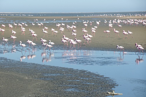 Flamingo's Walvisbaai