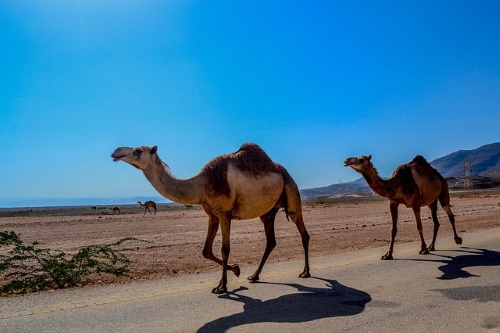 Kamelen Salalah