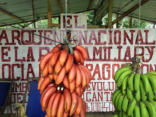 Bananen op Galapagos Eilanden