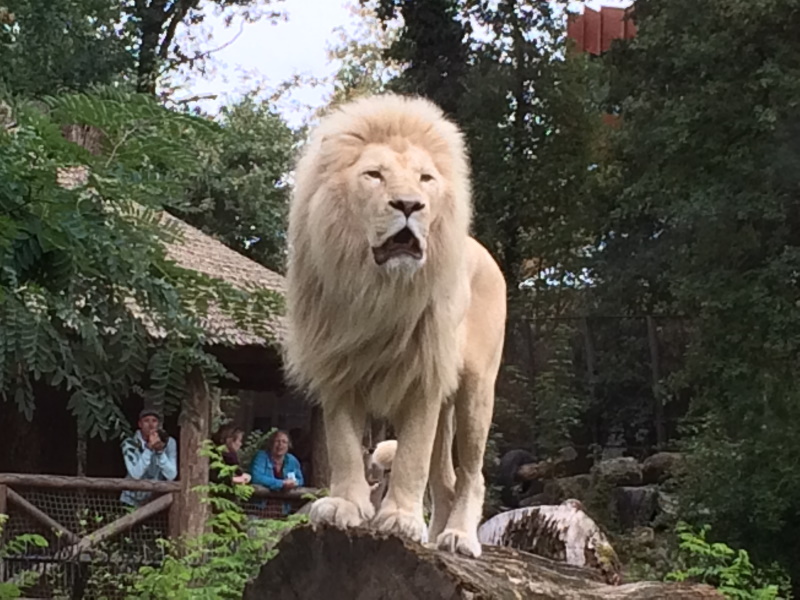 Tips bezoeken Ouwehands Dierenpark.