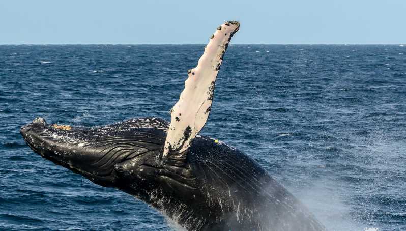 Boa Vista walvis spotten