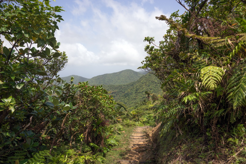 Dominica jungle