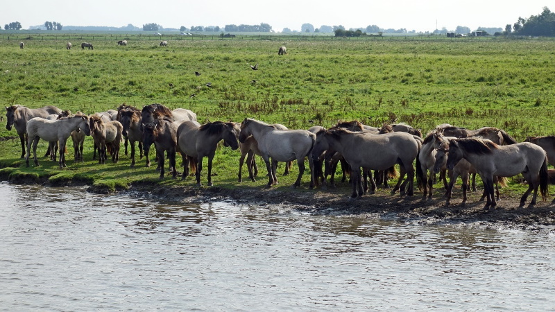 Lauwersmeer paarden