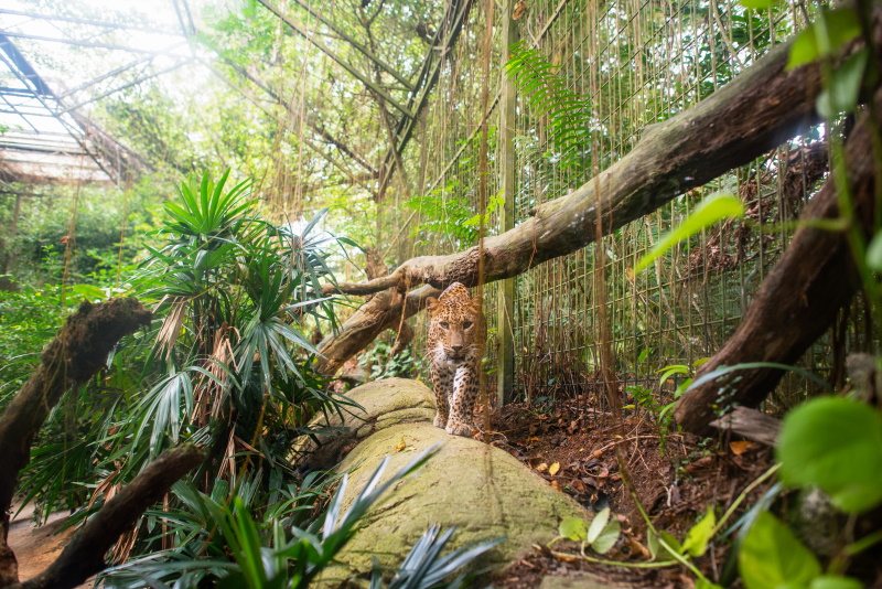 Singapore Zoo bezoeken