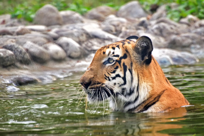 Bangladesh Sundarbans