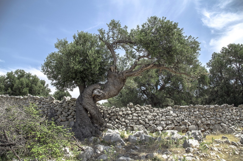 Pag olijfboom