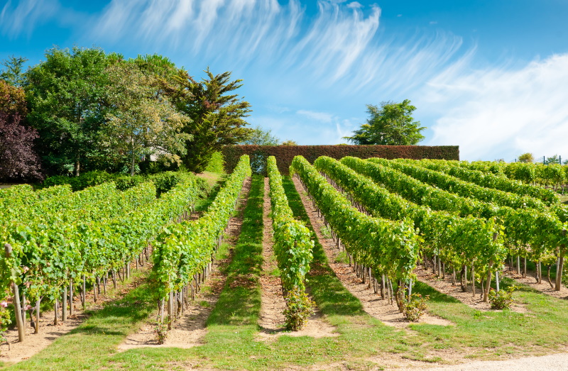 Loiredal wijngaard