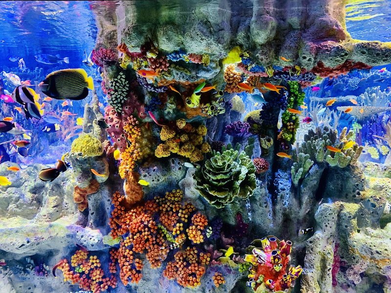 Boston Aquarium