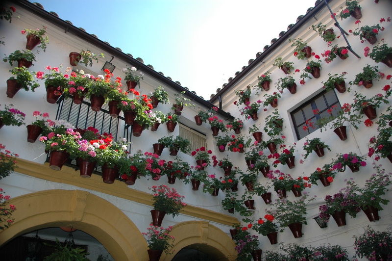 Córdoba bloemen