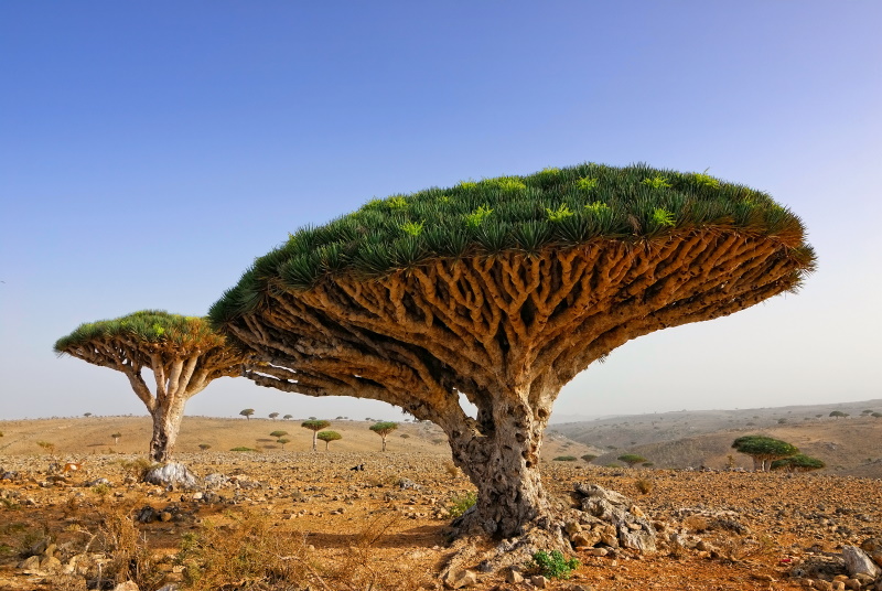 Jemen Socotra