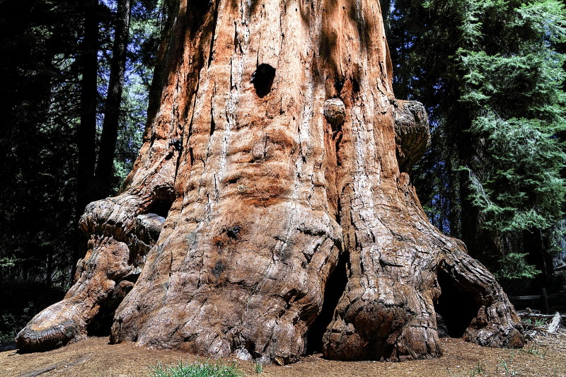 Sequoia National Park in Californië