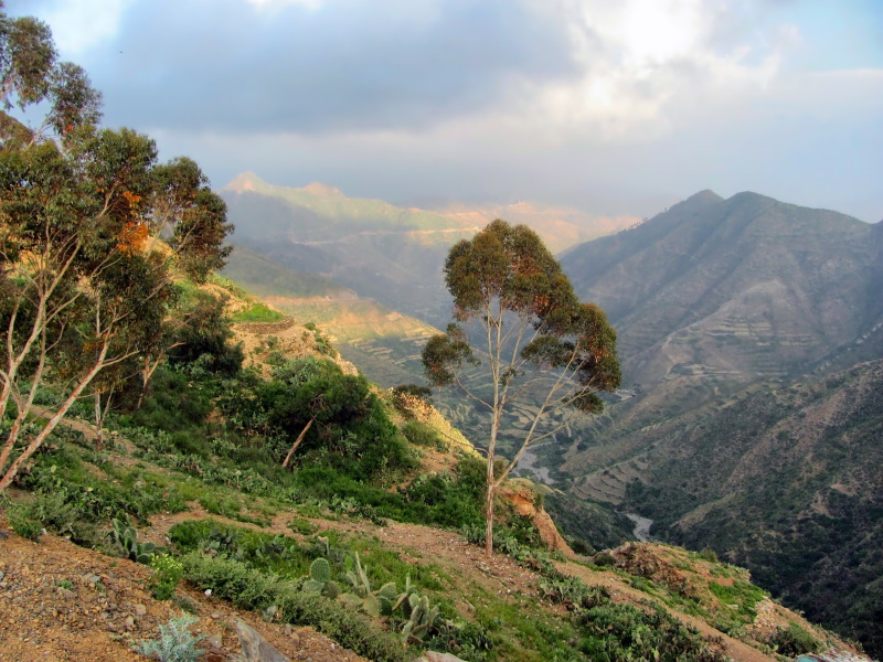 Eritrea regenwoud