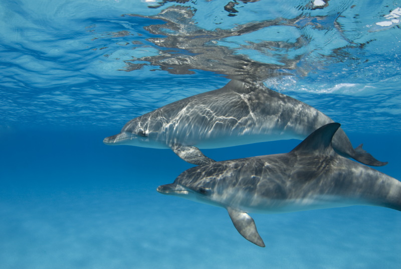 Bahama's dolfijnen