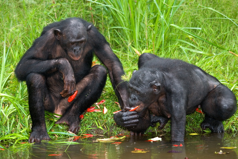 Bonono reservaat in Congo
