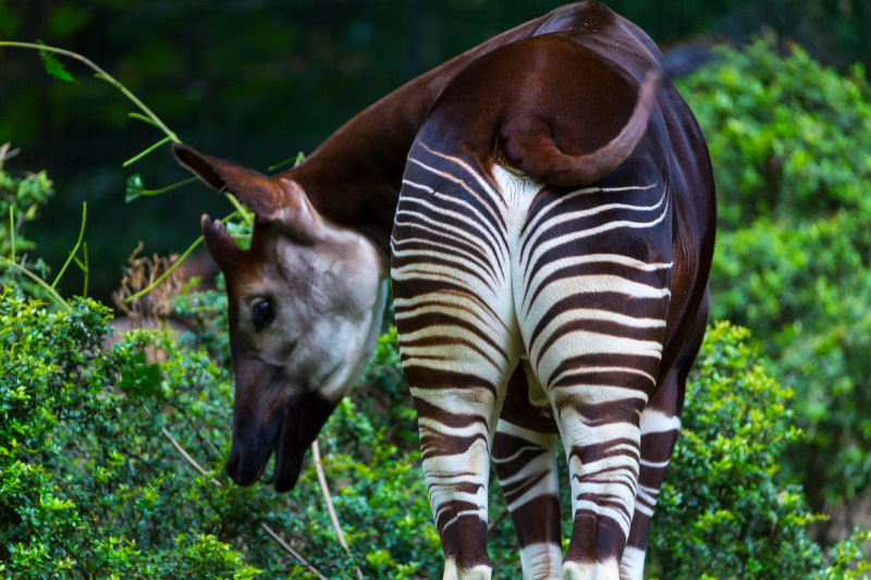 Okapi Wildlife Reserve in Congo