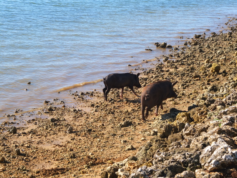 Vissende varkens in Tonga