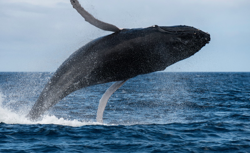 Azoren walvis