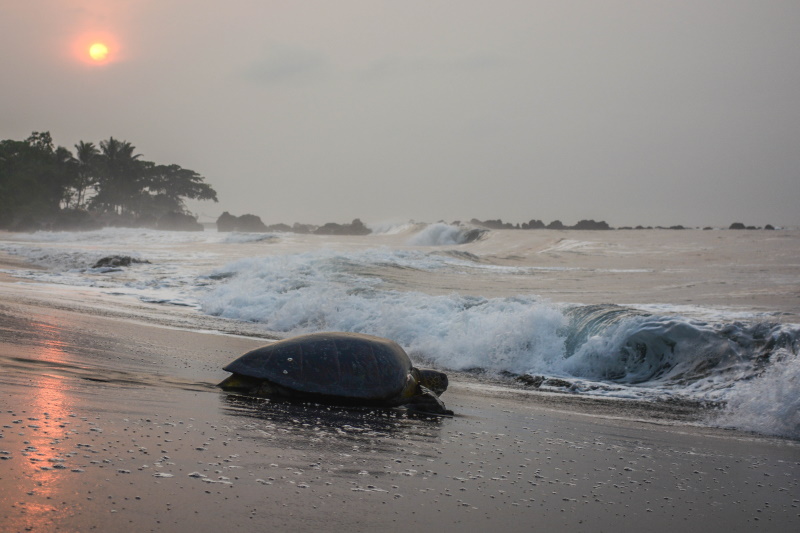 Equatoriaal-Guinea zeeschildpad