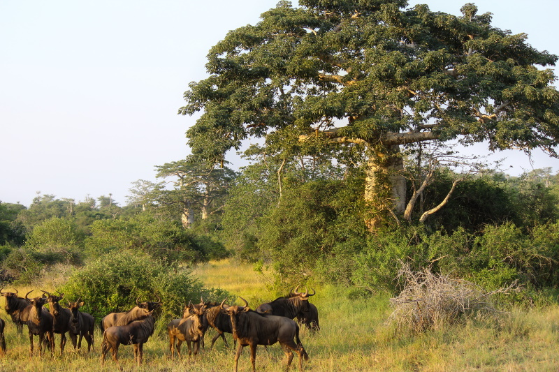 Kissama Nationaal Park in Angola