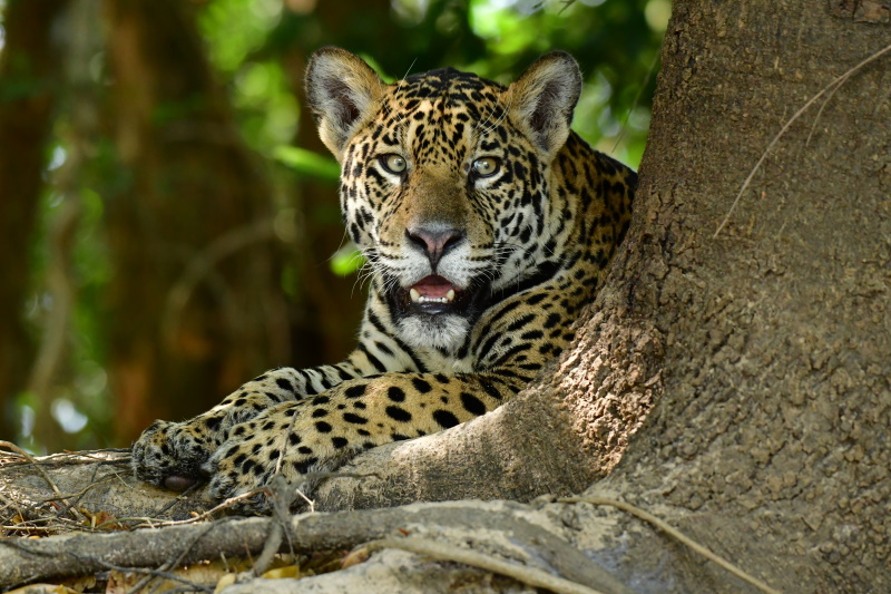 Pantanal jaguar in Brazilië