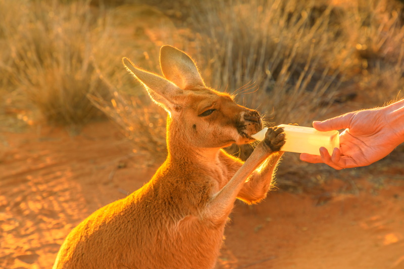 Alice Springs kangoeroe
