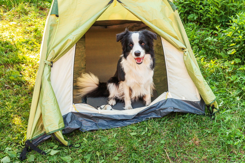 Meenemen vakantie hond op camping