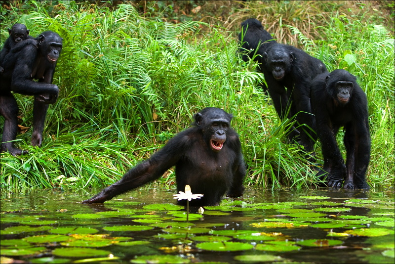 Chimpansees in Congo-Brazzaville chimpansees