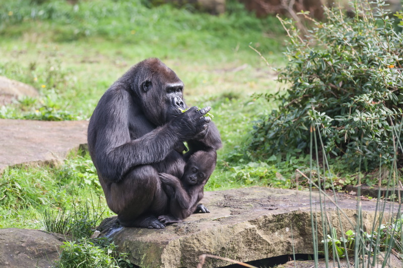 Congo-Brazzaville gorilla
