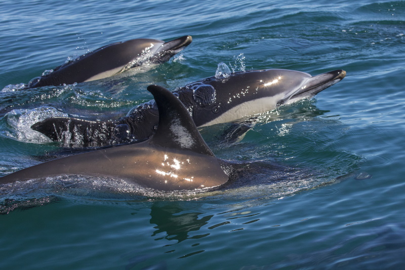Lagos Portugal dolfijnen