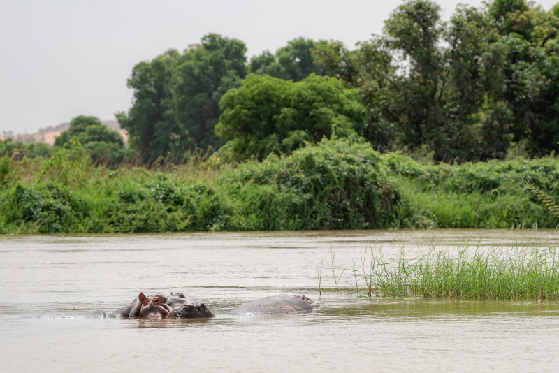 Niger rivier nijlpaard