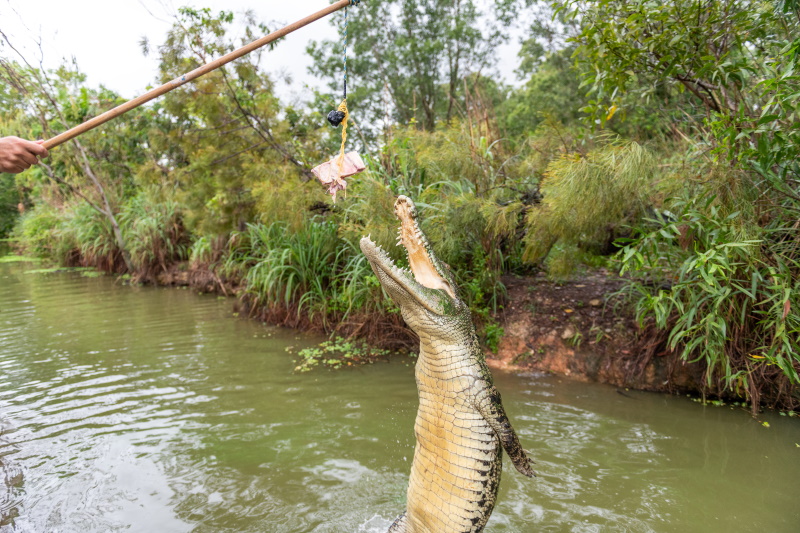 Darwin Jumping Crocodile Cruise