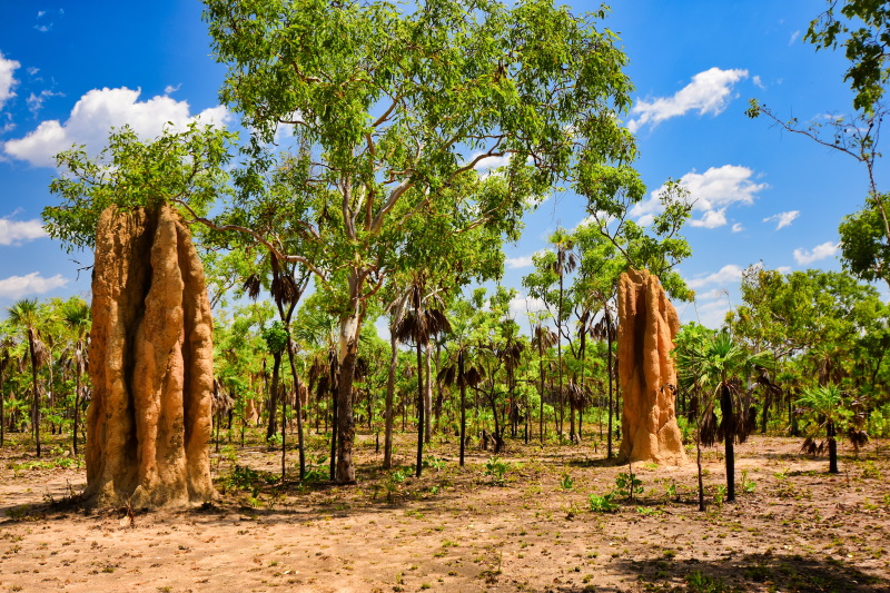 Darwin Litchfield termietenheuvels