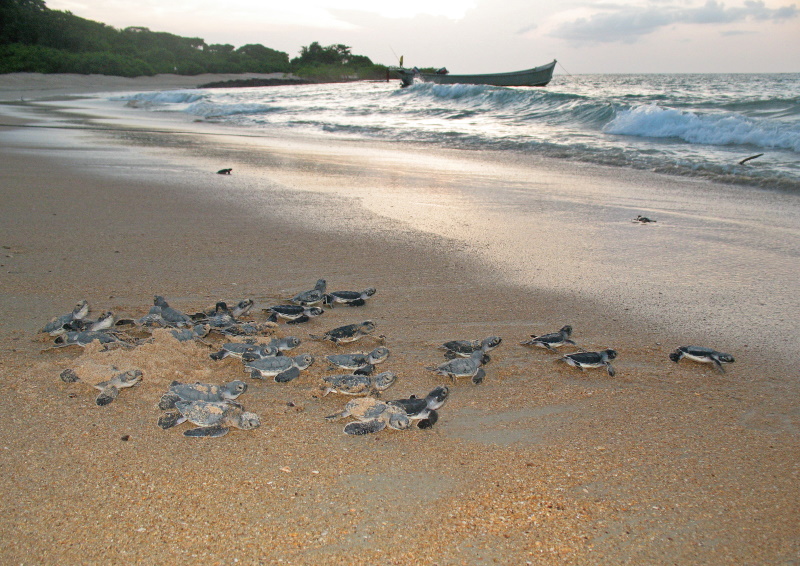 Guinee-Bissau zeeschildpadden