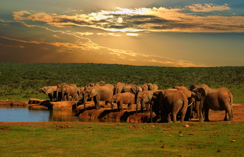 Addo Elephant Park in Zuid-Afrika